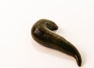 Leeches: From ancient times to modern medicine