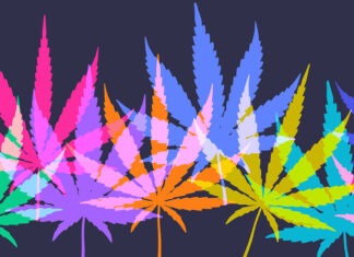 What pharmacists need to know about the medicinal cannabis shake up medicinal cannabis