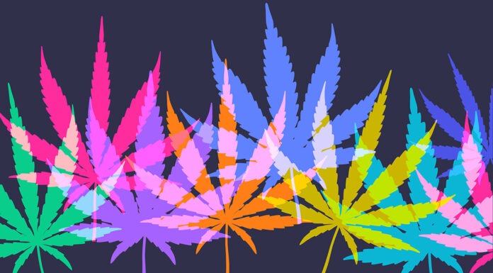 What pharmacists need to know about the medicinal cannabis shake up medicinal cannabis
