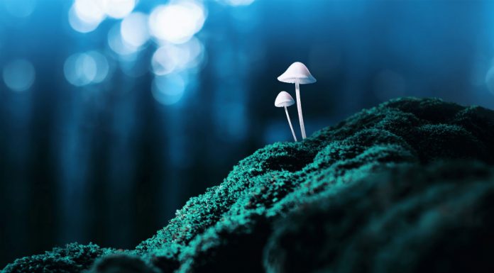 Will pharmacists soon be dispensing psychedelic medicines? magic mushrooms