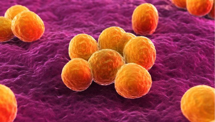 staph S. aureus