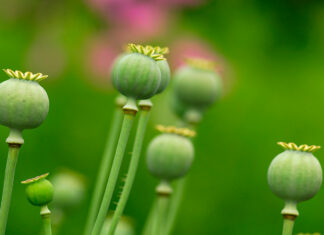A short history of opium Unripe seedpods of the opium poppy plant, the natural source of opium