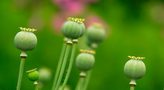 A short history of opium Unripe seedpods of the opium poppy plant, the natural source of opium