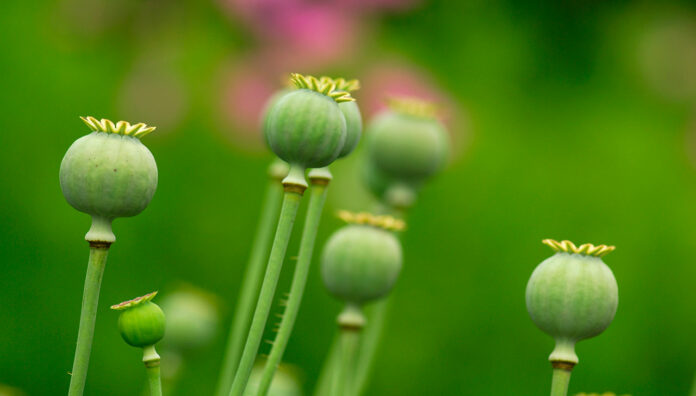 elixir-opium-feature Unripe seedpods of the opium poppy plant, the natural source of opium