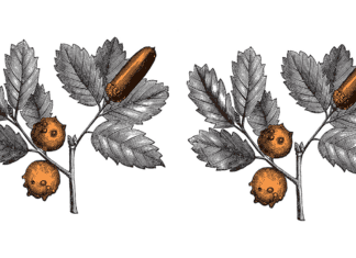 Tannic acid: The long-time player in medicine Botanical illustration of plants containing tannic acid, used historically in medicine