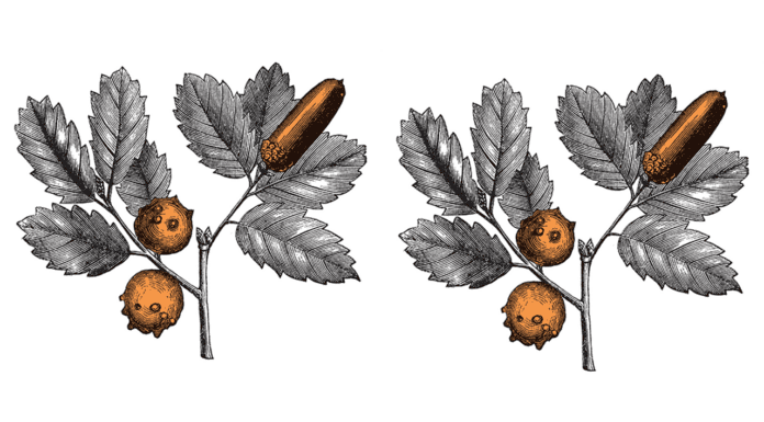 Tannic acid: The long-time player in medicine Botanical illustration of plants containing tannic acid, used historically in medicine