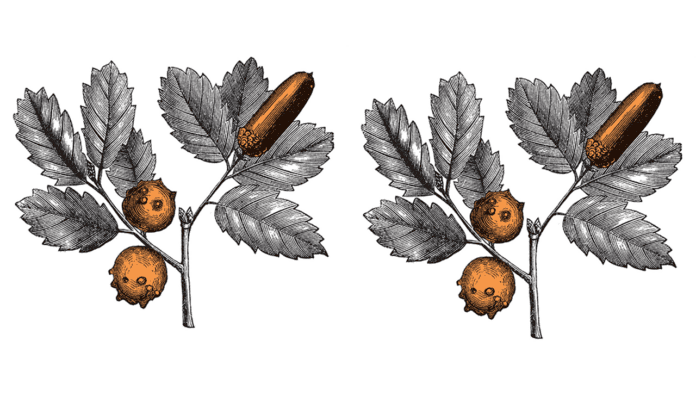 tannic acid Botanical illustration of plants containing tannic acid, used historically in medicine