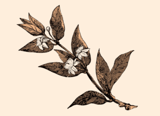 Ancient seed, Hippocrates and the TGA have what in common? Myrrh