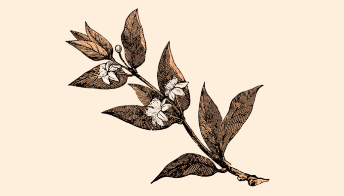 early elixirs MYRRH