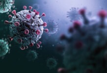 Intranasal vaccine stops infection at the source