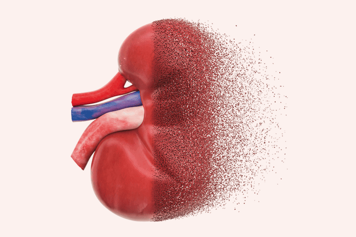 Kidney (illlustration)