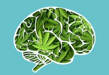 Cannabis psychosis risk rises with age medicinal cannabis