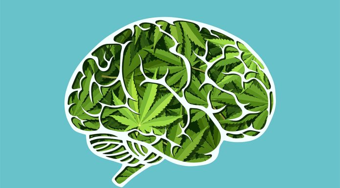 Cannabis psychosis risk rises with age medicinal cannabis