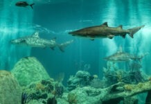 Pharmacy Shark Tank