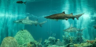 Pharmacy Shark Tank