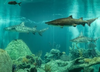 Pharmacy Shark Tank
