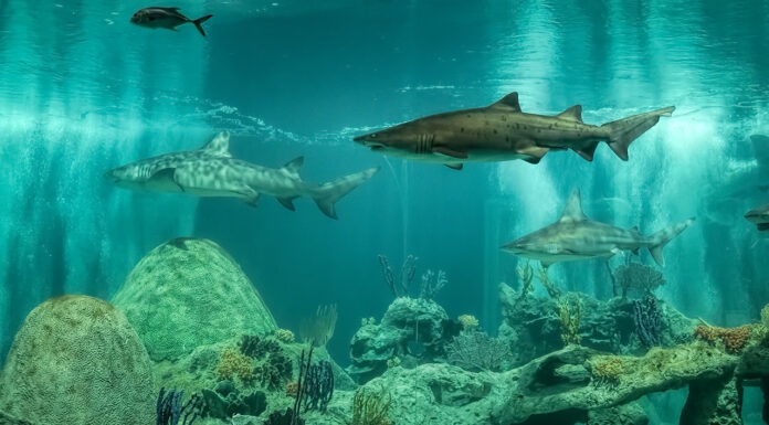 Pharmacy Shark Tank
