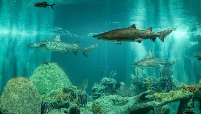 Pharmacy Shark Tank