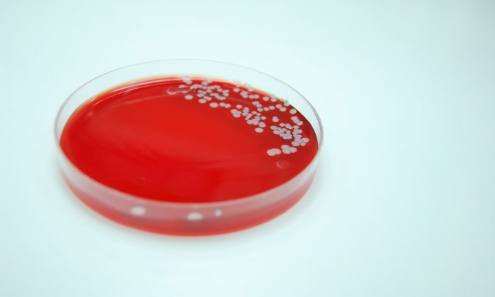 Bacterial Culture of Staphylococcus aureus