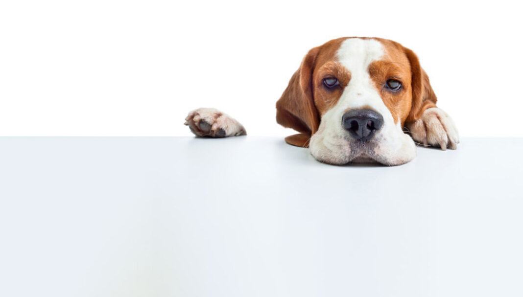 Can I get some Chlorsig for my dog’s eyes? Australian Pharmacist